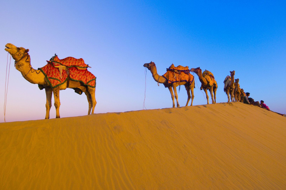 Desert Safari
